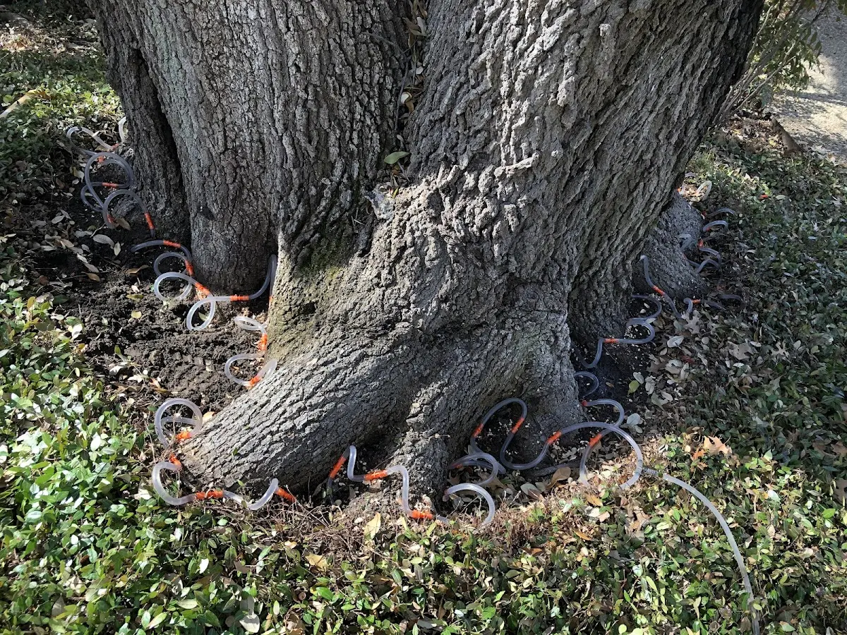 Detailed Tree Cabling and Bracing job site in Cleghorn