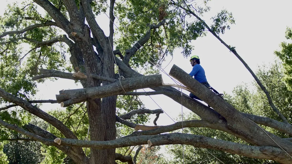 Professional Hazardous Tree Removal performed by certified arborists in Cleghorn