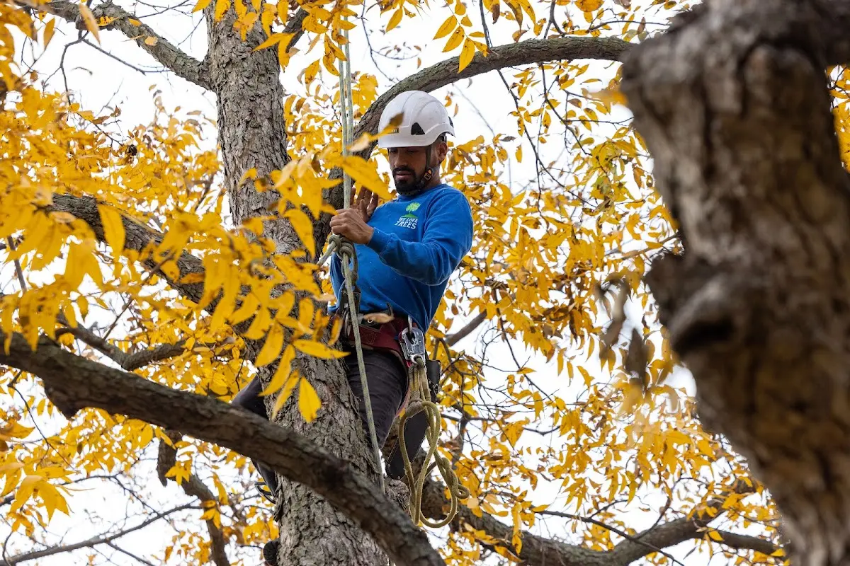 Skilled Dead Tree Removal crew working in Cleghorn